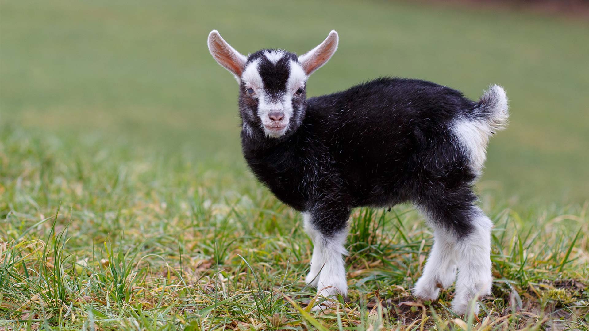 Flaschchen Rettet Baby Ziege Lt1 Oberosterreichs Grosster Privatsender