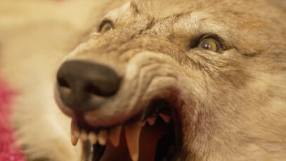 Schlossmuseum Wolf